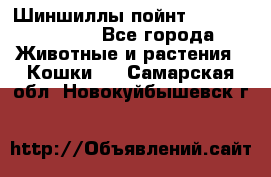 Шиншиллы пойнт ns1133,ny1133. - Все города Животные и растения » Кошки   . Самарская обл.,Новокуйбышевск г.